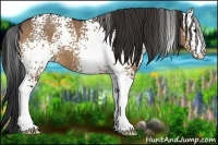 Horse Color:White Spotted Bay Dun
