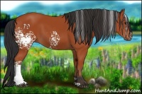 Horse Color:White Spotted Bay 