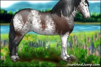 Horse Color:White Spotted Bay 