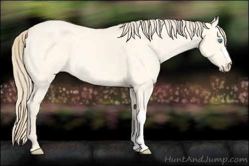 Horse Color:Perlino Roan Dun