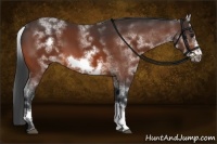 Horse Color:White Spotted Bay Frame