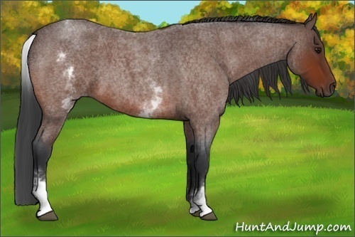 Horse Color:White Spotted Bay Roan