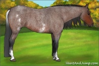 Horse Color:White Spotted Bay Roan