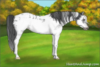 Horse Color:White Spotted Blue Roan Splash Frame Appaloosa