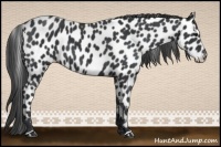 Horse Color:Black Appaloosa 