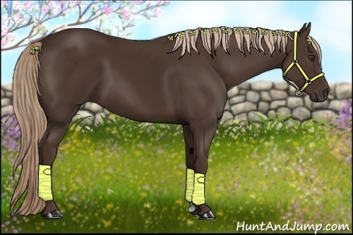 Horse Color:Liver Chestnut 