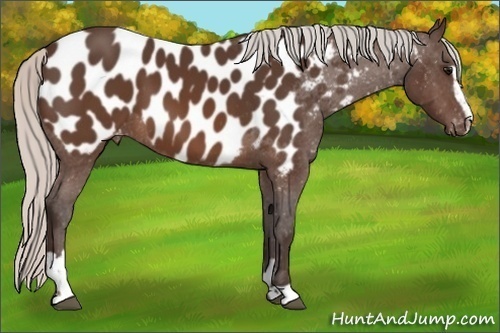 Horse Color:Silver Brown Sabino Appaloosa 
