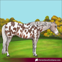 Horse Color:Silver Brown Sabino Appaloosa 