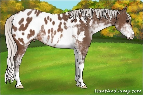 Horse Color:Silver Brown Sabino Appaloosa 