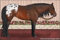 Horse Color:Bay Appaloosa 