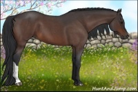 Horse Color:Bay Roan 