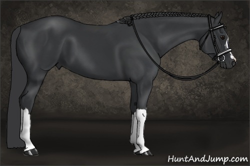 Horse Color:Black 