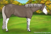 Horse Color:Silver Black Splash
