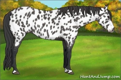 Horse Color:Black Near Leopard 