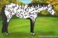 Horse Color:Black Appaloosa