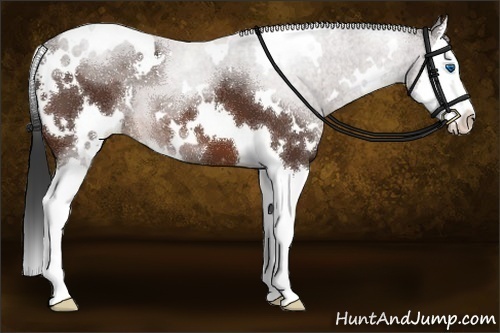 Horse Color:White Spotted Brown Sabino Splash 
