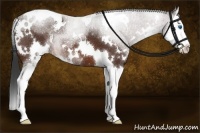 Horse Color:White Spotted Brown Sabino Splash