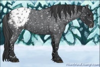 Horse Color:Blue Roan Appaloosa 