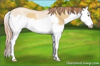 Horse Color:Gold Champagne Dun Splash and Gold Champagne Dun Splash