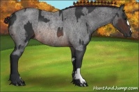 Horse Color:Brown Rabicano and Brown Roan Rabicano