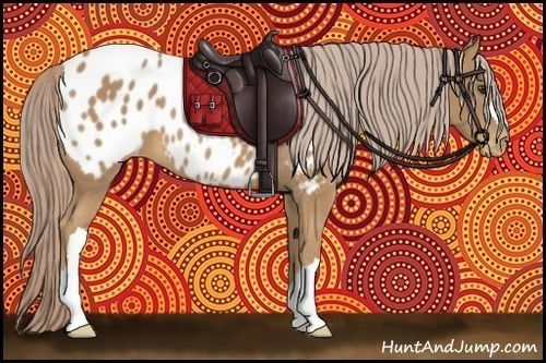 Horse Color:Palomino Appaloosa 