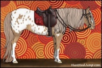 Horse Color:Palomino Appaloosa