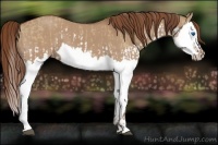 Horse Color:Red Dun Splash  and Red Dun Splash 