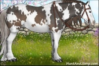Horse Color:White Spotted Buckskin Splash Varnish 