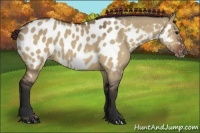 Horse Color:Bay Dun Frame Appaloosa