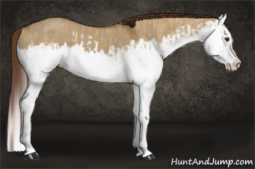 Horse Color:Red Dun Splash and Gray Red Dun Splash