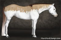 Horse Color:Red Dun Splash and Gray Red Dun Splash