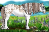 Horse Color:Red Dun Splash  and Red Dun Splash Appaloosa 