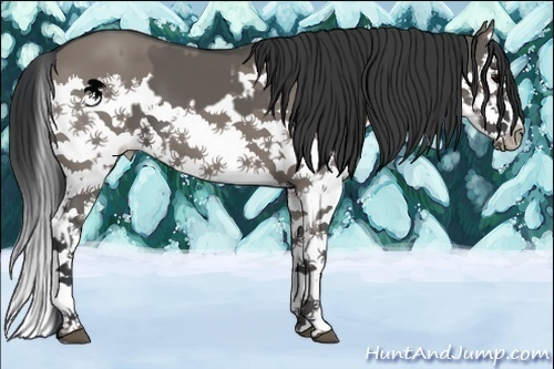 Horse Color:Grullo Splash and Grullo Splash