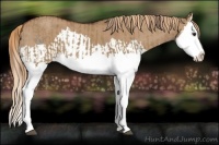 Horse Color:Red Dun Splash  and Red Dun Splash 