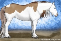Horse Color:Red Dun Splash  and Red Dun Splash 