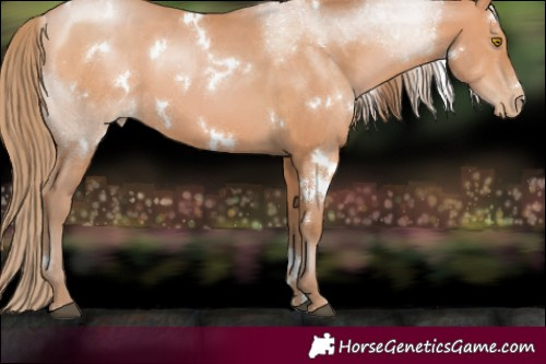 Horse Color:White Spotted Bay Pearl
