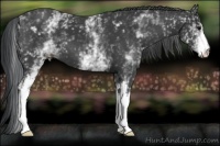 Horse Color:White Spotted Black 