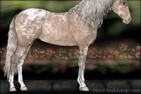 Horse Color:Silver Bay Ice Roan Varnish Rabicano 