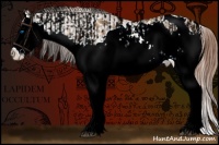 Horse Color:White Spotted Red Dun Splash and Red Dun Splash Appaloosa