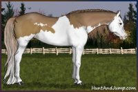 Horse Color:Red Dun Splash and Gray Red Dun Splash