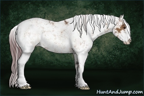 Horse Color:Chocolate Brown Dun Sabino Rabicano 