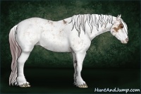 Horse Color:Chocolate Brown Dun Sabino Rabicano