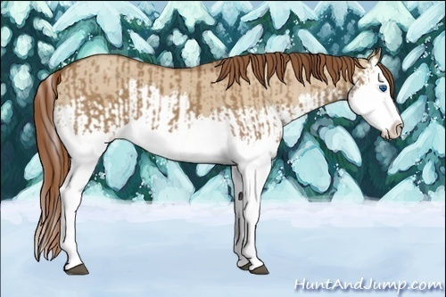 Horse Color:Red Dun Splash  and Red Dun Splash 