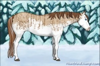 Horse Color:Red Dun Splash  and Red Dun Splash 