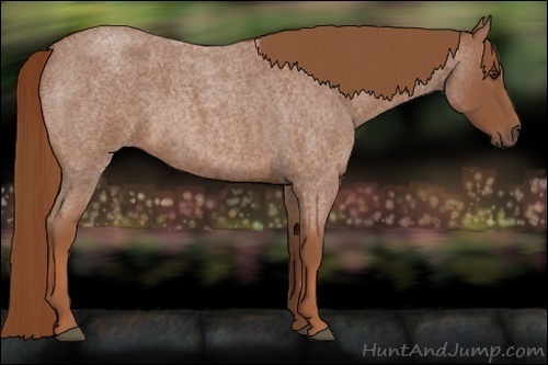 Horse Color:Red Roan 