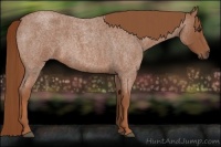 Horse Color:Red Roan