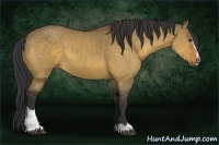 Horse Color:Buckskin Dun Sabino 