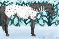 Horse Color:Black Near Leopard 