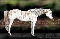 Horse Color:Red Dun Splash  and Red Dun Splash Blanket 