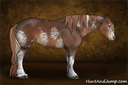 Horse Color:White Spotted Liver Chestnut 